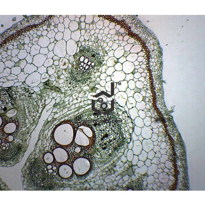 Divyansh_educational