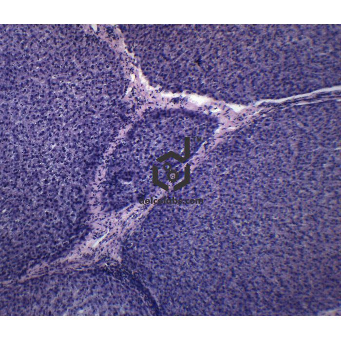 Divyansh_educational