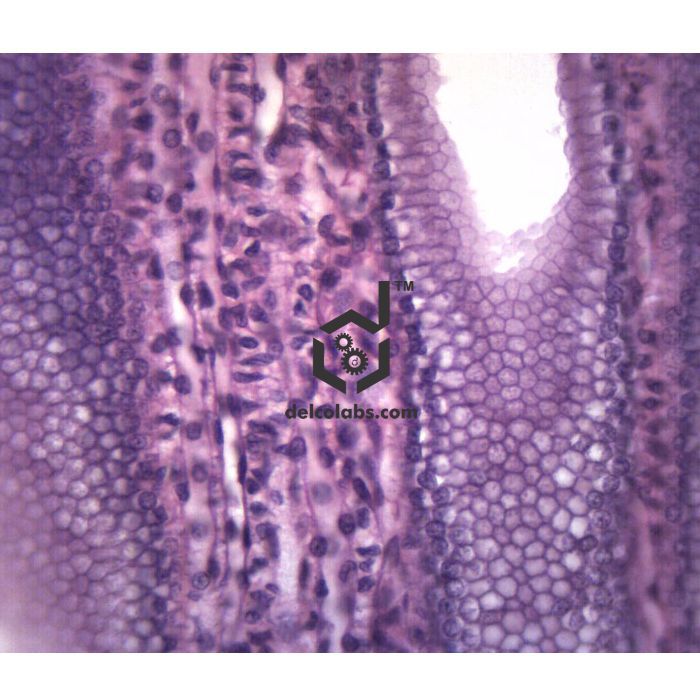 Divyansh_educational