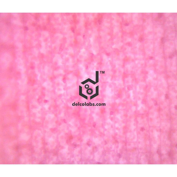 Divyansh_educational