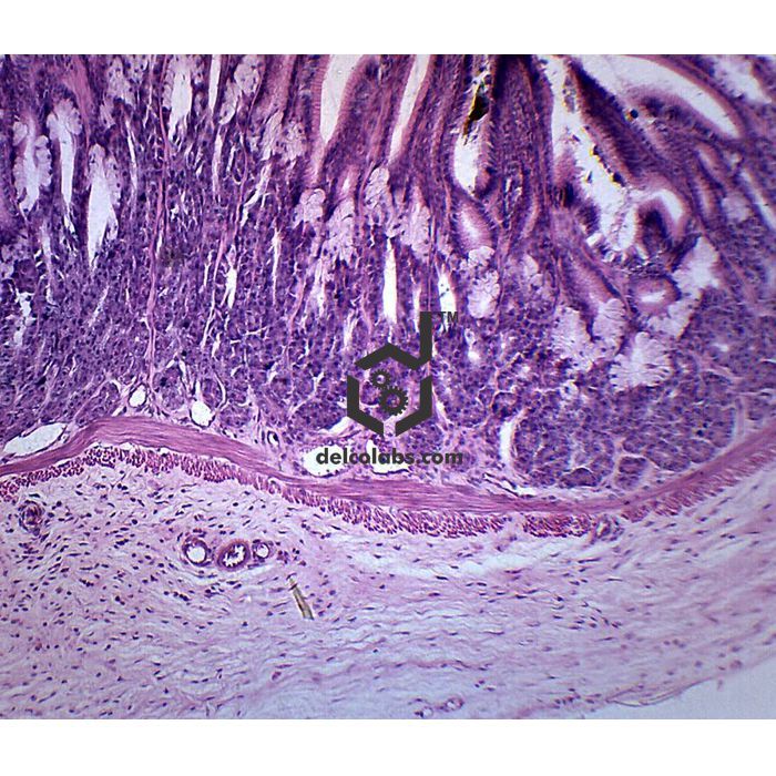 Divyansh_educational