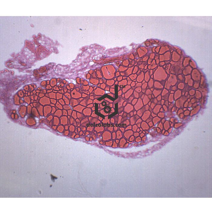 Divyansh_educational