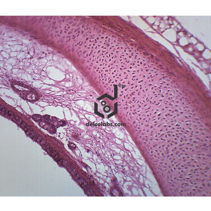 Divyansh_educational