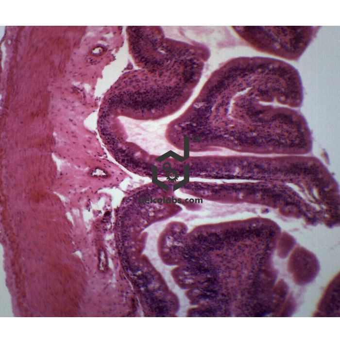 Divyansh_educational