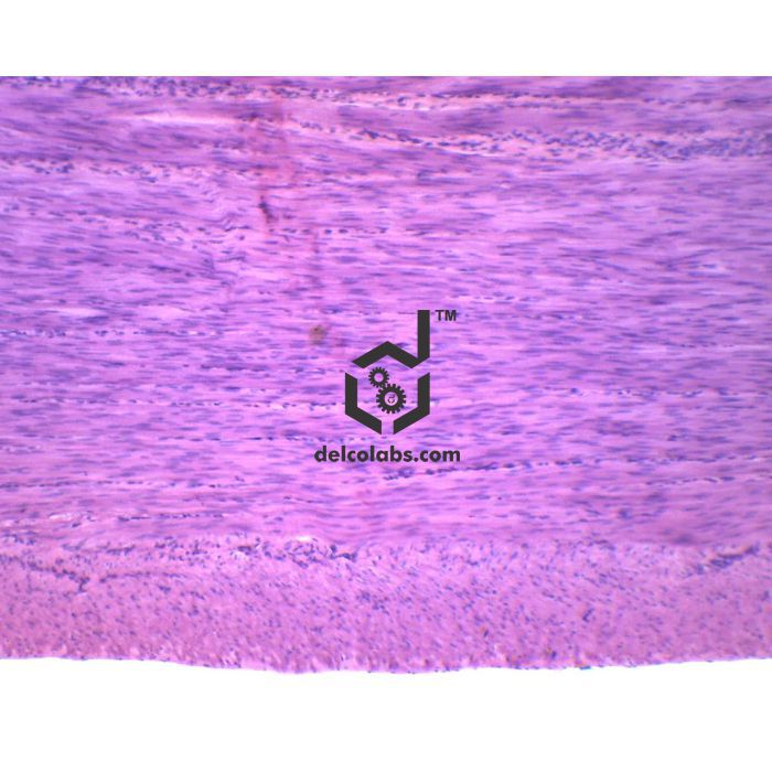 Divyansh_educational