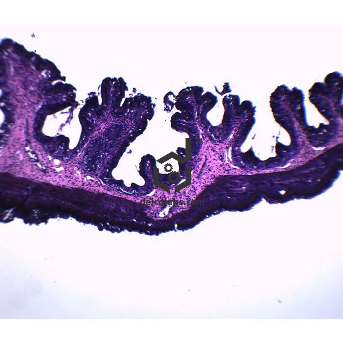 Divyansh_educational