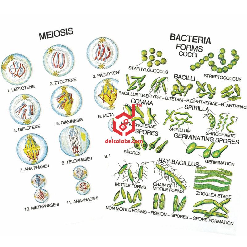 Divyansh_educational