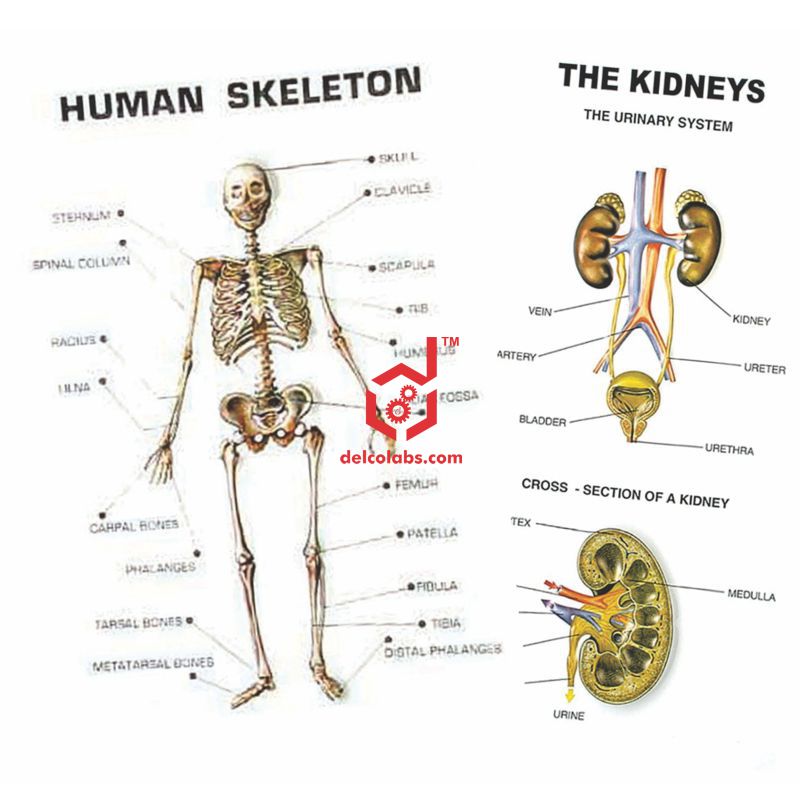 Divyansh_educational