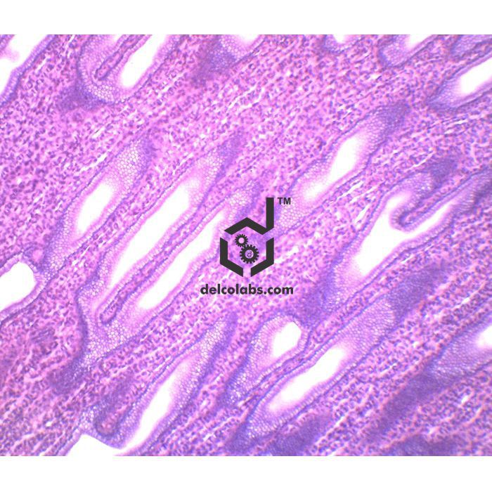 Divyansh_educational