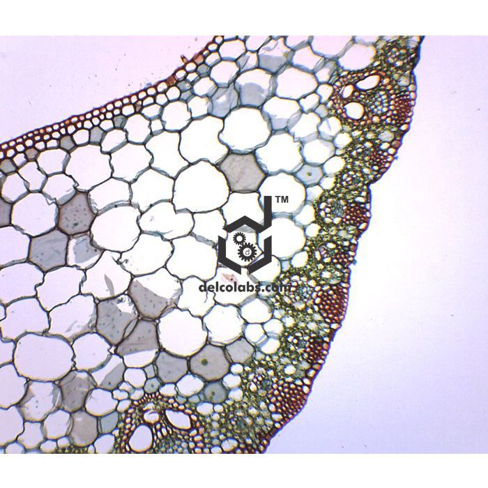 Divyansh_educational