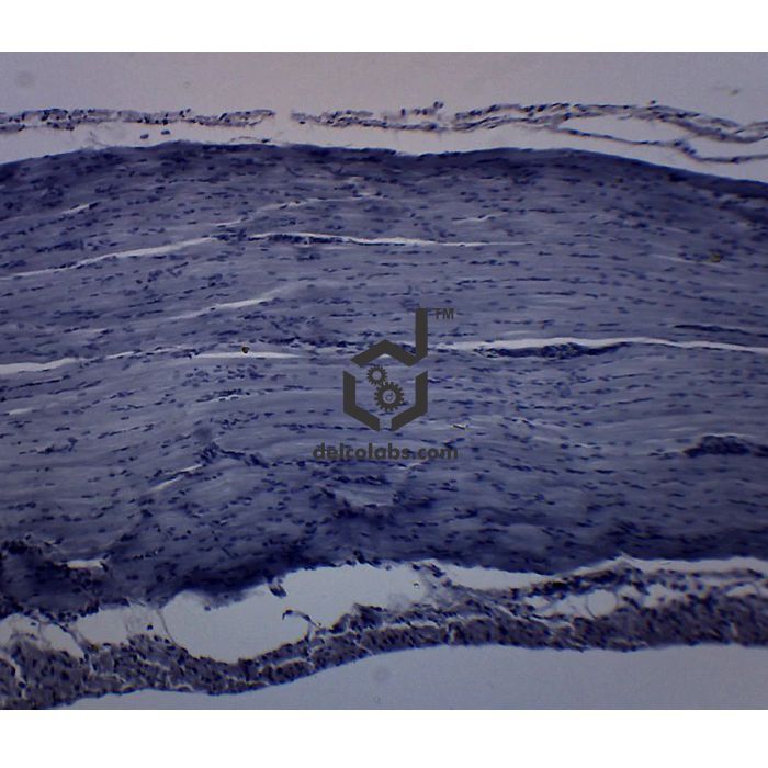 Divyansh_educational