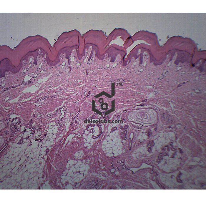 Divyansh_educational