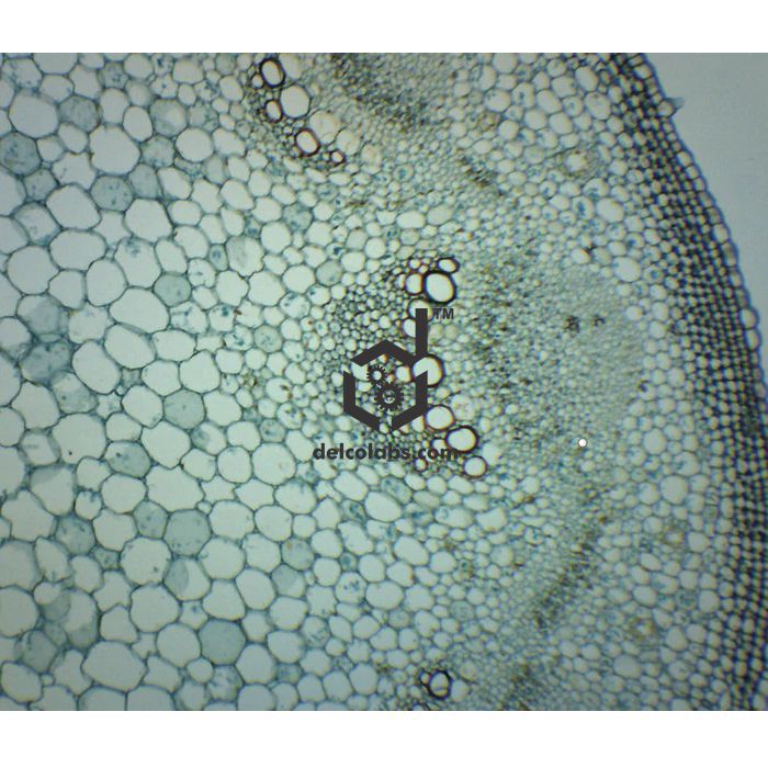 Divyansh_educational