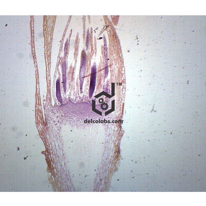 Divyansh_educational