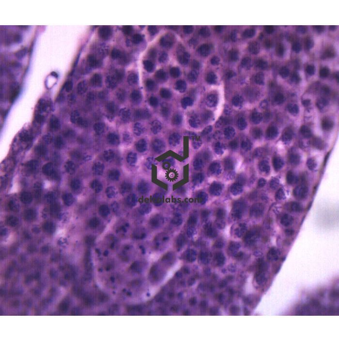 Divyansh_educational