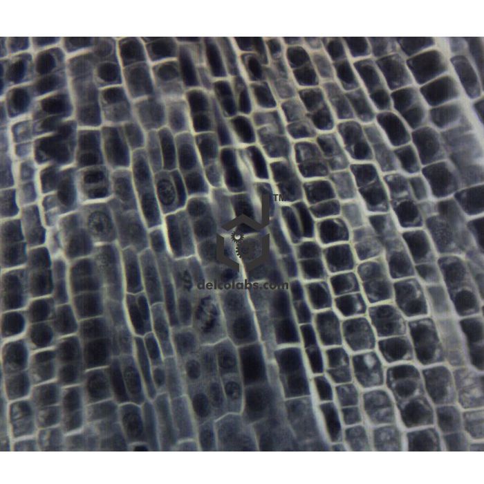 Divyansh_educational