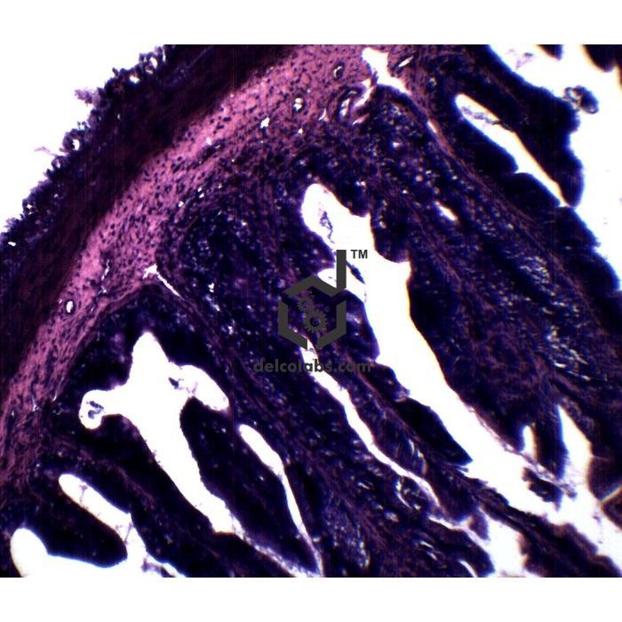 Divyansh_educational