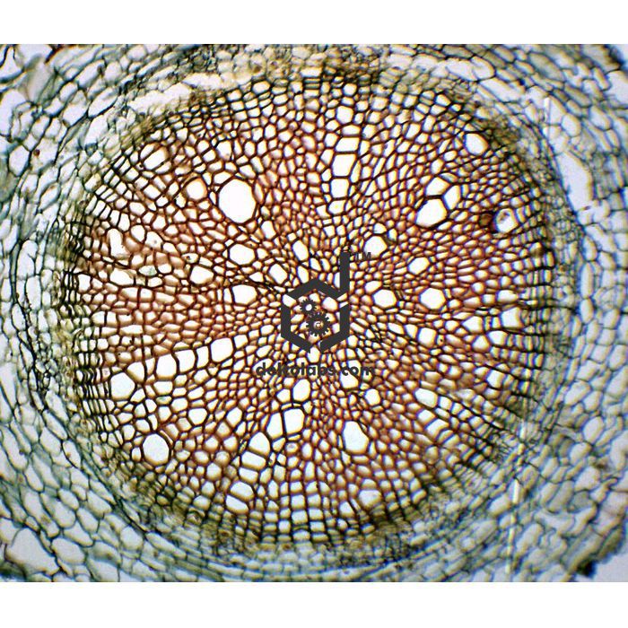 Divyansh_educational