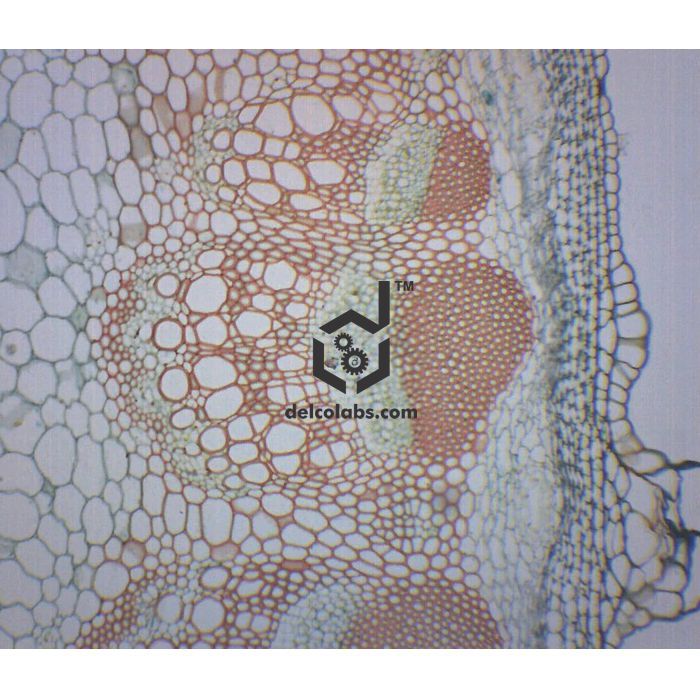 Divyansh_educational