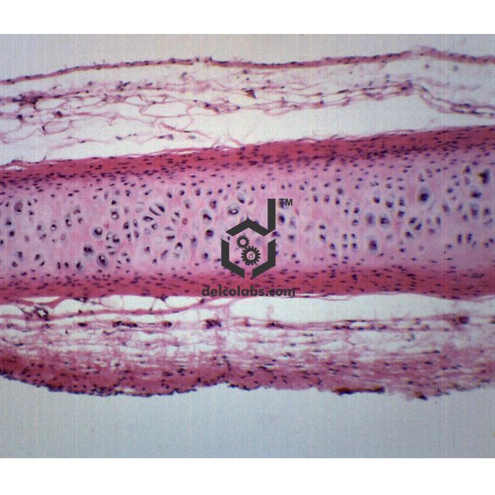 Divyansh_educational