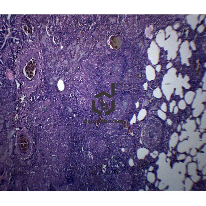 Divyansh_educational