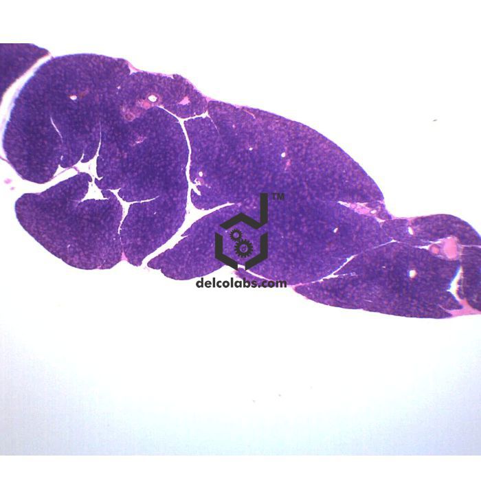 Divyansh_educational