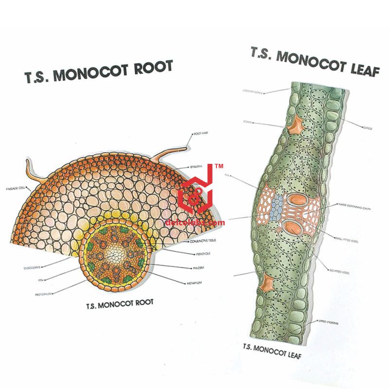 Divyansh_educational