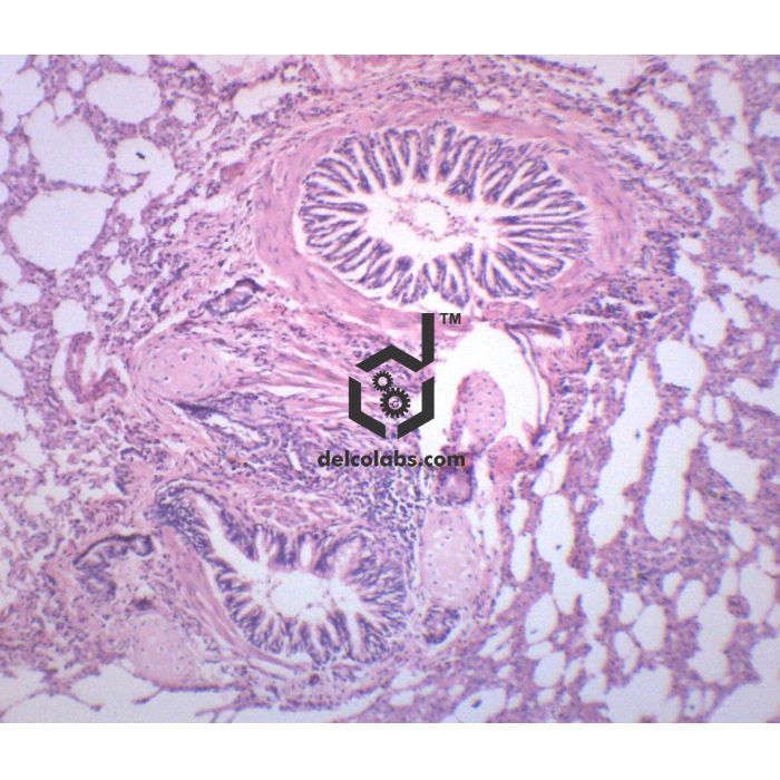 Divyansh_educational