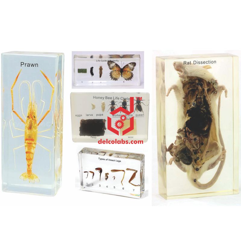 Divyansh_educational