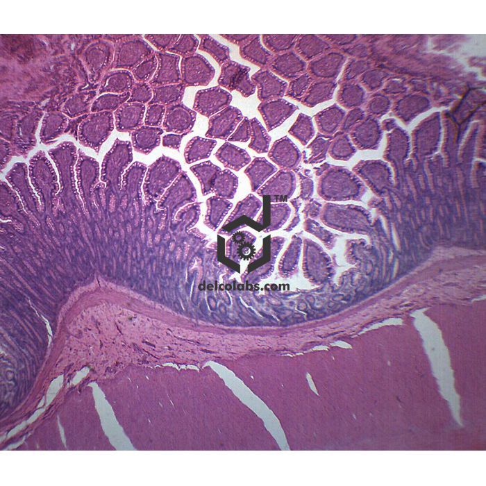 Divyansh_educational