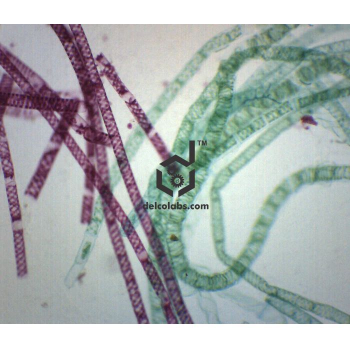 Divyansh_educational