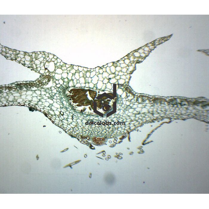 Divyansh_educational