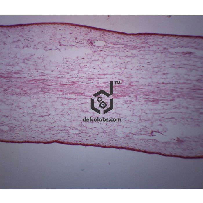 Divyansh_educational