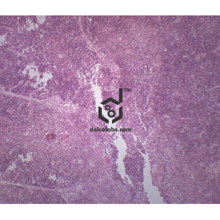 Divyansh_educational