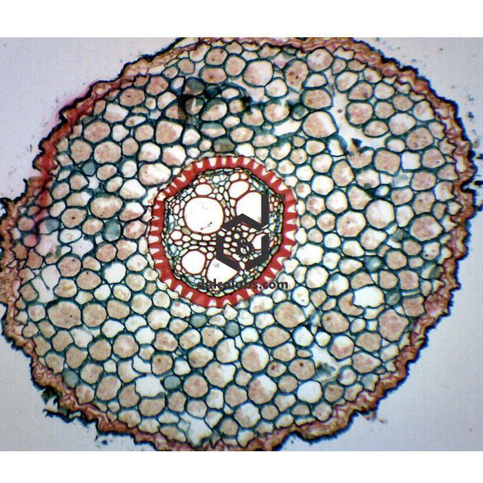 Divyansh_educational