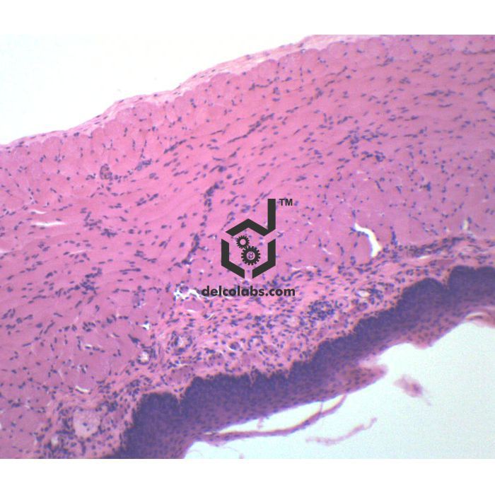 Divyansh_educational