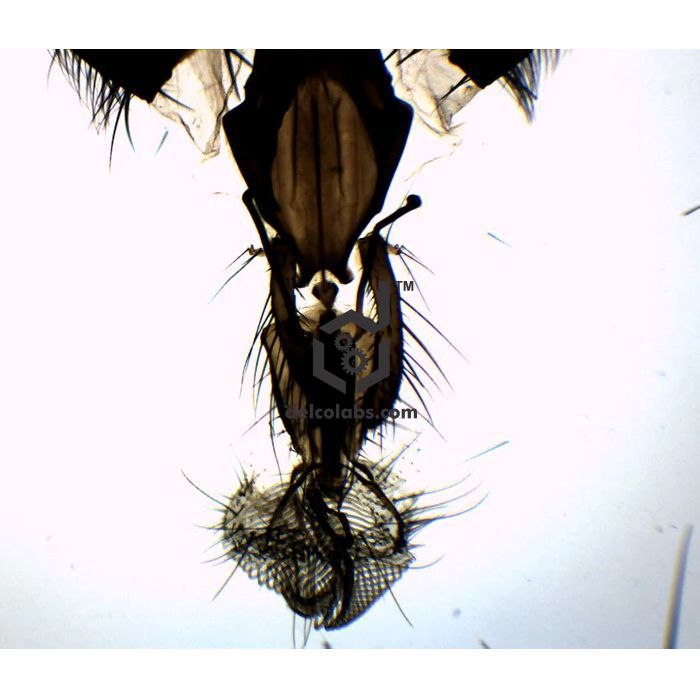 Divyansh_educational