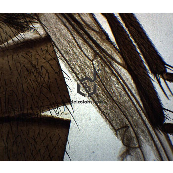 Divyansh_educational