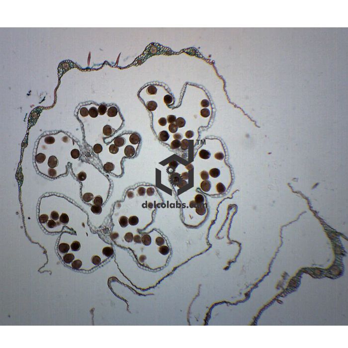 Divyansh_educational