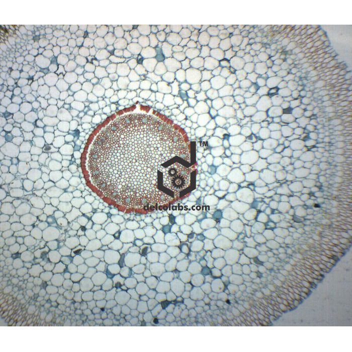 Divyansh_educational