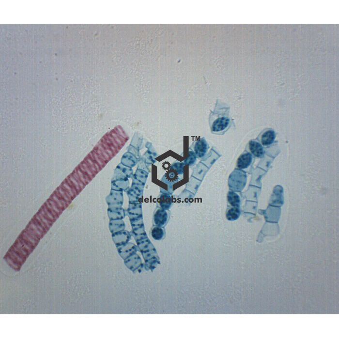 Divyansh_educational