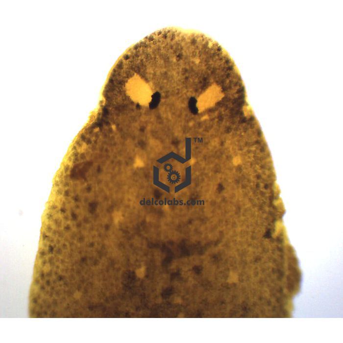 Divyansh_educational