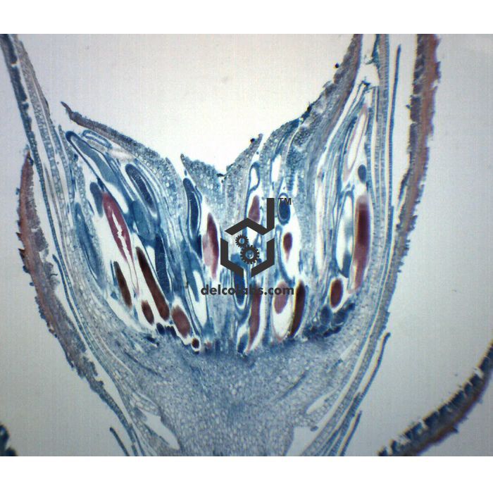 Divyansh_educational