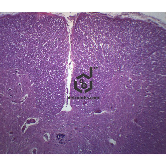 Divyansh_educational