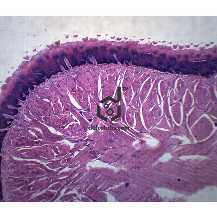 Divyansh_educational