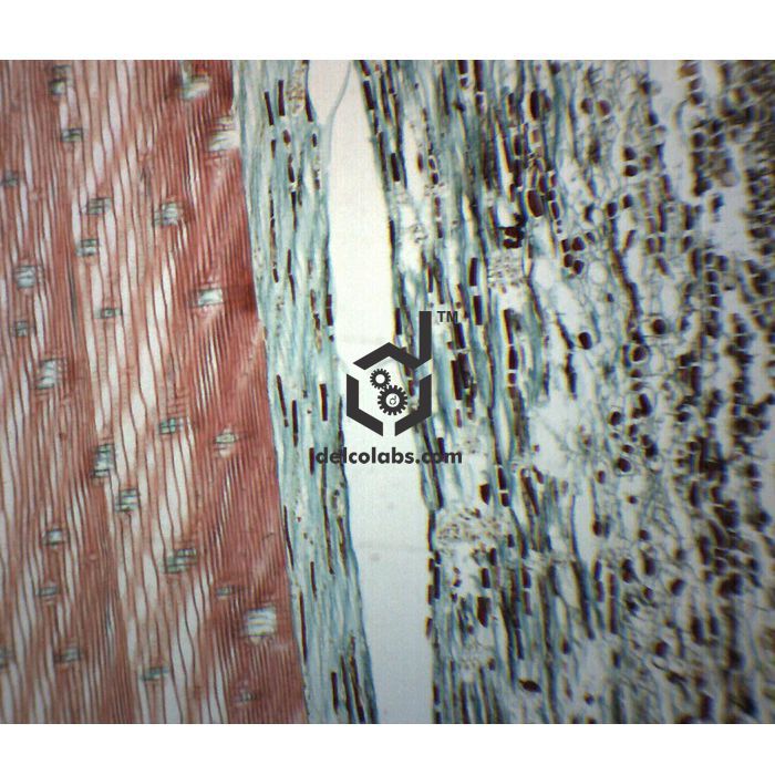 Divyansh_educational