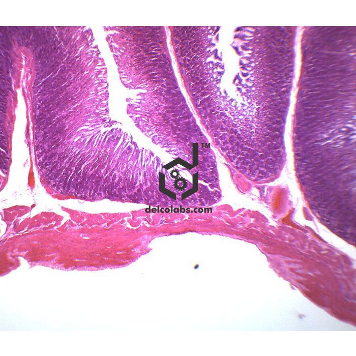 Divyansh_educational