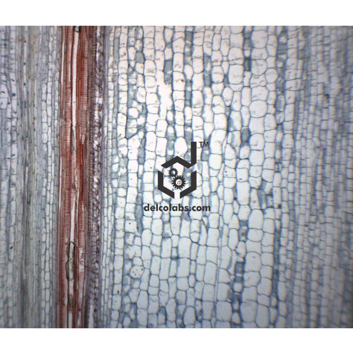 Divyansh_educational