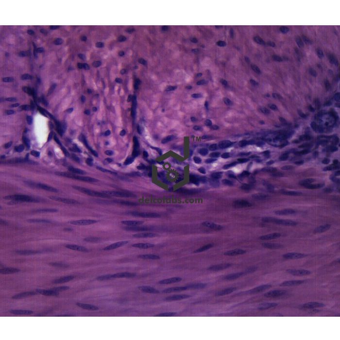 Divyansh_educational