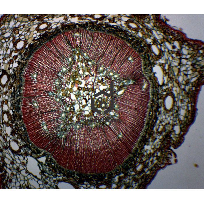 Divyansh_educational